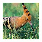 Bharatpur National Park