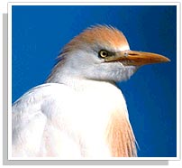 Cattle-Egret Bird