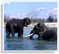 Elephants at Periyar National Park