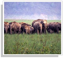 Elephant Group - Periyar National Park