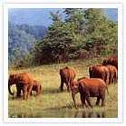 Elephants -  Periyar Wildlife Sanctuary
