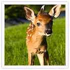 Fawn at Kanha National Park