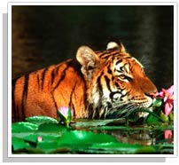 Tiger at Kanha National Park