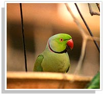 Parrot - Sariska National Park