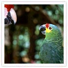 Parrot