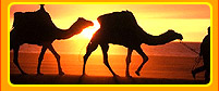 rajasthan tours, rajasthan pushkar tour, rajasthan camel safari tour, rajasthan desert tour, rajasthan heritage tour