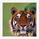 Tiger at Ranthambore National Park