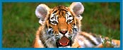 Sariska Wildlife, Bharatpur Bird Sanctuary, Corbett National Park, Kanha National Park Tours