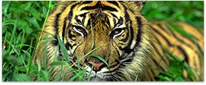 India Tiger Wildlife Tours, Taj Mahal Wildlife Tour, Corbett Park Tour, Bharatpur Sanctuary Tour