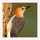 Woodpecker